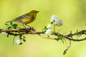 A Pine warbler preched on a wire with white flowers
