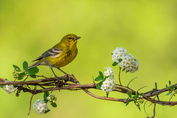 A Pine warbler preched on a wire with white flowers