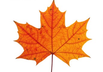 Fototapeta premium Maple leaf autumn colors vibrant