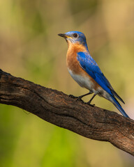 A bluebird perched on a tree branch