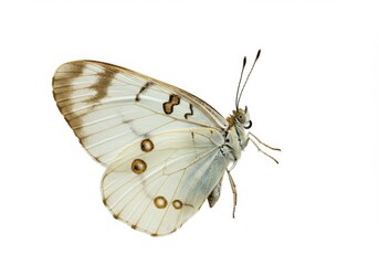 Elegant white butterfly delicate wings