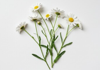 Botanical illustration white daisy flowers