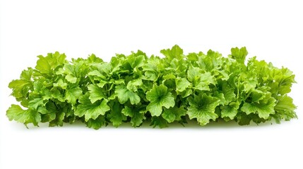 Obraz premium Climbing Fern (Lygodium japonicum) isolated on white background