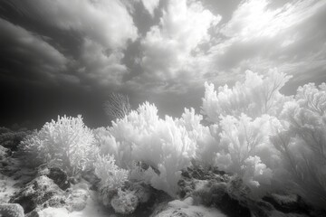 Naklejka premium Underwater scene in coral reef