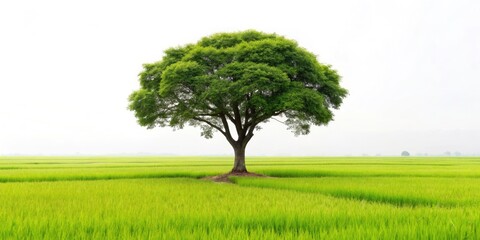 Obraz premium Minimalist Rice Paddy Tree Photography: Lone Tree in Rice Field at Sunset