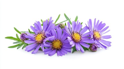 Obraz premium Georgia Aster (Symphyotrichum georgianum) isolated on white background