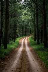 Fototapeta premium there is a dirt road that is winding through the woods