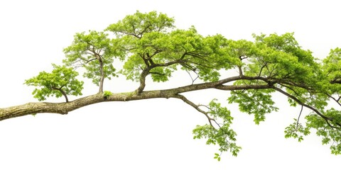 Night Photography, Silhouette, Tree Branches, Dark Sky, Starry Night, Moonlit Branches,  Nature Photography, Branch Cutout,  Black and White,
