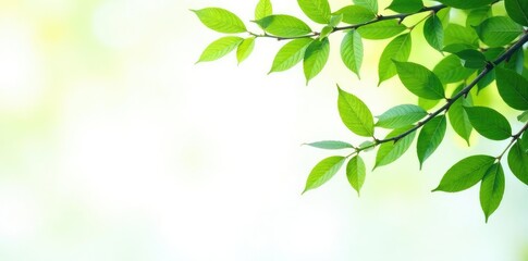 Obraz premium Leafy branches with leaves isolated against white backdrop, foliage, nature