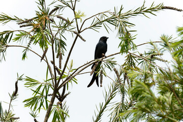 Black drongo on the tree
