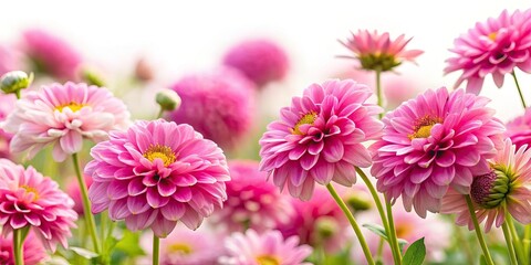 Fototapeta premium Pink Flower Bokeh Photography: Close Up Garden Bloom Images, Soft Focus Floral Macro Shots