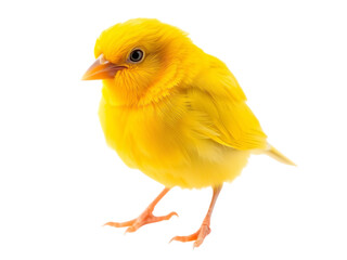 Radiant Canary Songbird Portrait