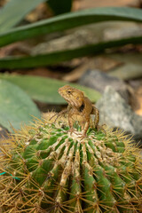 lizard on cactus