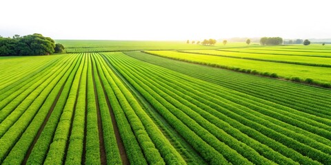 Stunning Green Agricultural Field Landscape, Breathtaking Rural Scenery, Idyllic Countryside Vista, Panoramic Farmland View