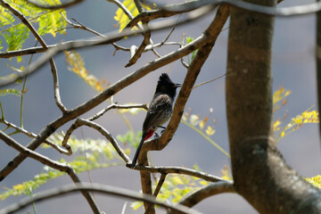 Red vented bulbul on the tree