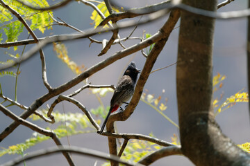 Red vented bulbul on the tree