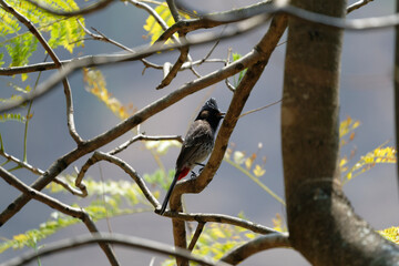 Red vented bulbul on the tree