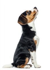 Tri-colored puppy sits on floor, looking up, on a white background, for dog and pet-related content
