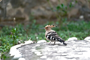 Common hoopoe © Bhutan Japan Nature