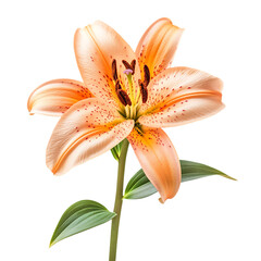 Naklejka premium Asiatic Lily Flower png