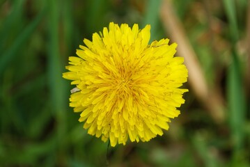 dandelion in a garden