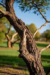 Fototapeta premium there is a tree that has a knot on it