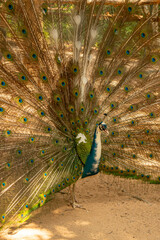 Obraz premium peacock with feathers out