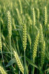 there are many green wheats growing in a field of green grass