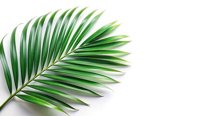 Fototapeta premium Tropical Palm Leaf Bokeh Background, Green Leaf Cutout, Lush Foliage, Summer Vibes, Abstract Nature Photography