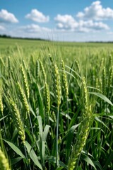 Obraz premium a close up of a field of green wheat with a blue sky in the background
