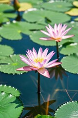 there are two pink water lilies in the water with green leaves