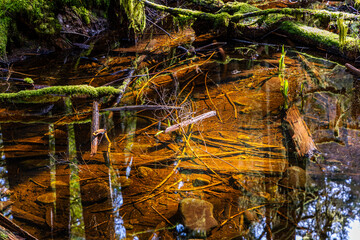 Serene Forest Scene with Moss and Reflections in Rice Lake, North Vancouver