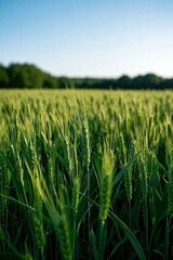 Fototapeta premium a close up of a field of green grass with trees in the background
