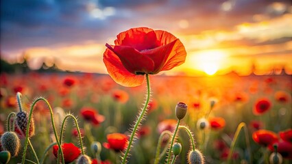 Fototapeta premium Sunset Poppy Field Double Exposure Photography, Soft Focus Wild Poppy Flowers, Blooming Poppies, Red Poppy Images