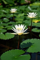 there are two white water lilies in a pond of water