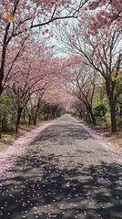 Fototapeta premium 桜並木が続く春の縦型のスマホ壁紙 