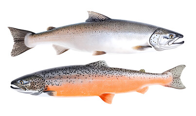 Obraz premium salmon in various forms and production processes, from raw cuts and packaging to cooking, serving, and seafood industry scenes. Generative AI Illustration