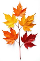 Isolated autumnal leaves against white backdrop, isolated, nature