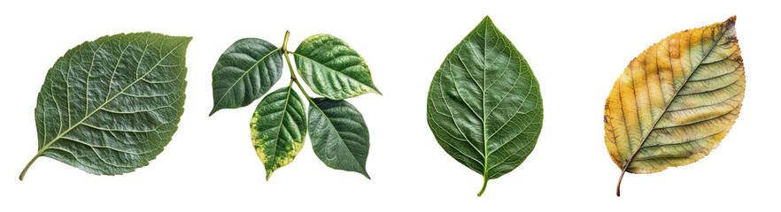 Obraz premium Diverse Leaf Varieties Showcasing Unique Textures and Colors, PNG bundle collection, Isolated on Transparent Background