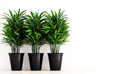 Obraz premium Three potted plants against a white wall, plants green and leafy in black pots
