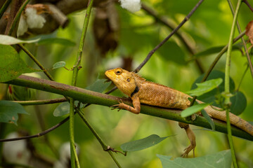 lizard on a tree