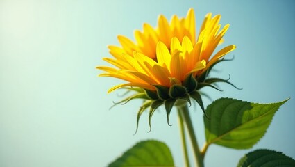 A single sunflower in full bloom, vivid yellow petals and deep green leaves, bright daylight, pure nature aesthetic