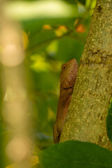 lizard on a tree