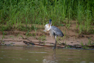 Cocoi Heron with a captured Piranha in its beak