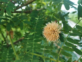 Close up of Leucaena flowers (Leucaena leucocephala) in outdoor garden