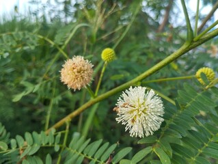 Close up of Leucaena flowers (Leucaena leucocephala) in outdoor garden