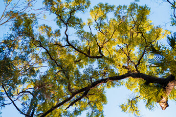 Yellow leaves against blue sky