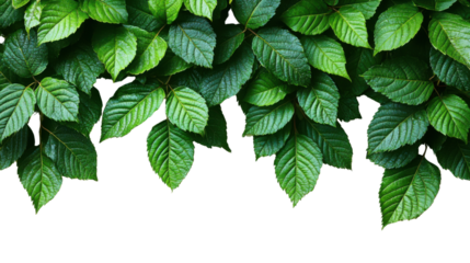 Simple banner model with leaves hanging in a tight row at the top of the image, isolated on transparent background, perfect for nature-themed, eco-friendly, and seasonal design projects