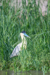Capped Heron in the Pantanal