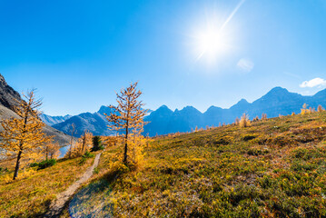 Trail Through Larches And Alpine Tundra